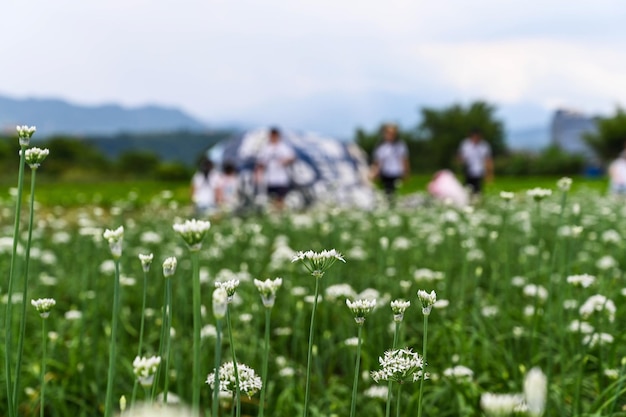 Taoyuan Taiwan SEP 08 2019 Ludzie na chińskim polu kwiatów szczypiorku
