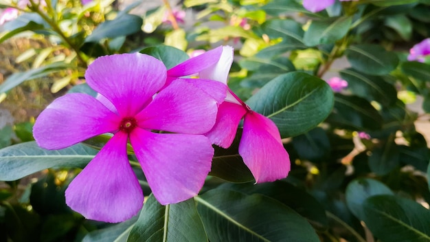 Tapak dara Catharanthus roseus Don to jednoroczny krzew pochodzący z Madagaskaru