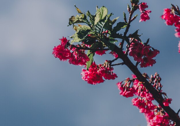 Tapeta Cherry Blossom i Sakura