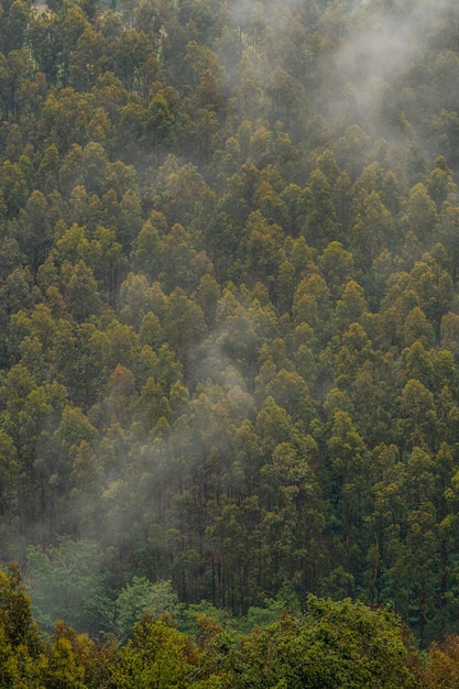 Tapeta drzew w górach pełnych mgły