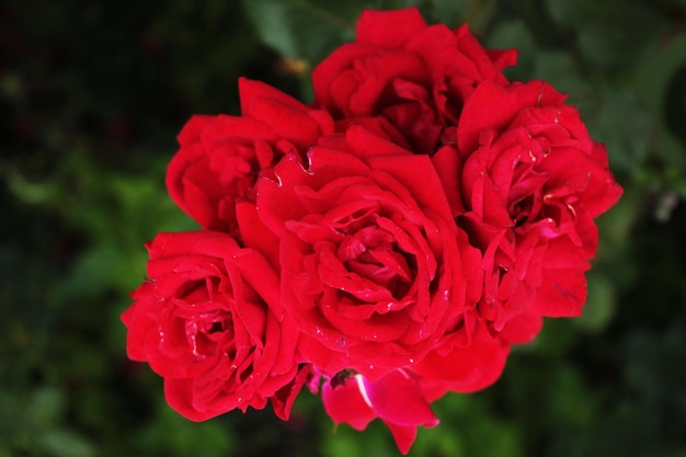 Tapeta komputerowa kwiatostan czerwonych róż w przytulnym parku