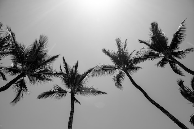 Tapeta palmy Tropikalna palma ze światłem słonecznym na abstrakcyjnym tle nieba Letnie wakacje i podróż do przyrody koncepcja przygody