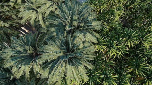 Tapeta przedstawiająca tropikalne drzewa leśne, widok z góry. Renderowanie 3D
