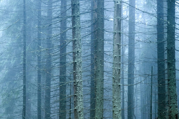 Tapeta przyroda drzewa leśne niebieskie tło mgły