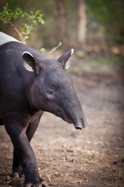 Tapir malajski zwany także tapirem azjatyckim Tapirus indicus