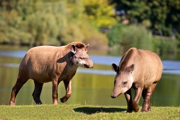 Tapiry na polanie