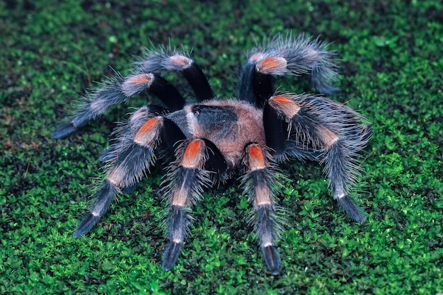 Zdjęcie tarantula hamorii wyizolowana na mchu hamorii tarantula widok z przodu