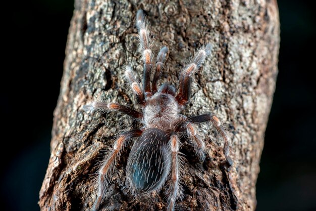 Tarantula na pniu drzewa