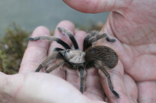 Tarantula na wolności