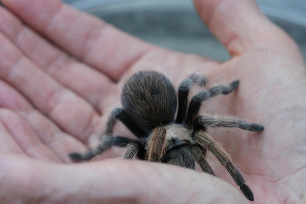 Tarantula na wolności