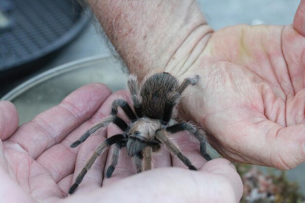 Tarantula na wolności