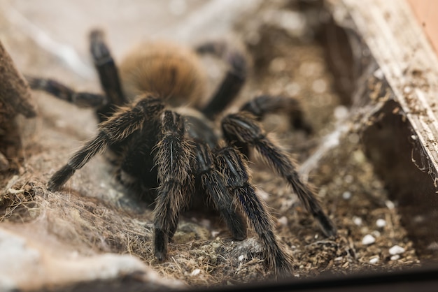 Tarantula niebiesko-zielona