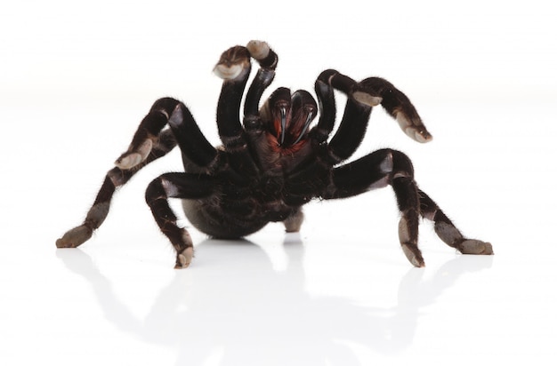 Tarantula