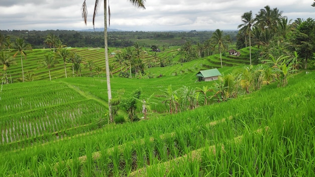 Taras ryżowy Jatiluwih ze słonecznym dniem w Ubud Bali