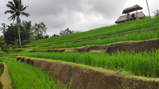 Taras ryżowy Jatiluwih ze słonecznym dniem w Ubud Bali