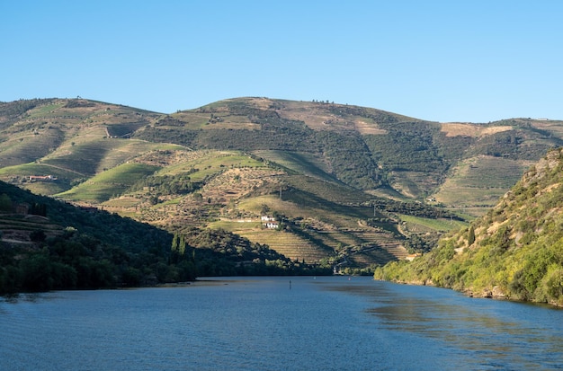 Tarasowa winnica nad brzegiem rzeki Douro w Portugalii