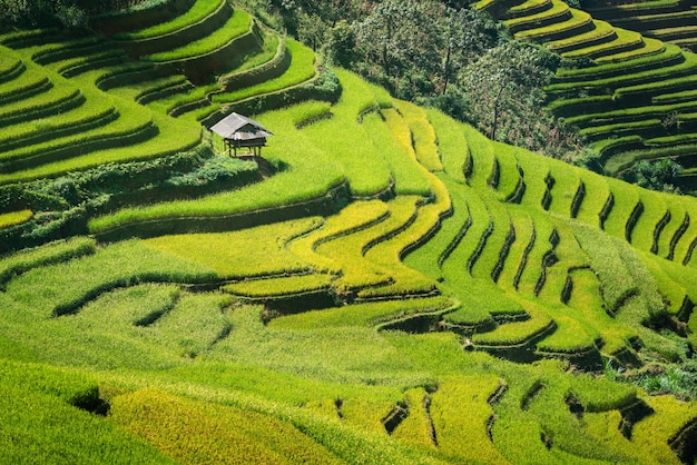 Tarasowaty ryżu pola krajobraz w Mu Cang Chai, Wietnam