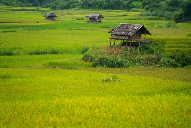 Tarasowaty ryżu pole w Mu Cang Chai, Wietnam