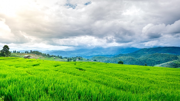 Tarasowaty zielony ryżowego irlandczyka pole w chmurnym dniu, Chaingmai, Tajlandia