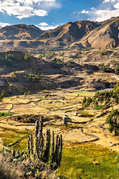 Zdjęcie tarasowe pola w kanionie colca w regionie arequipa w peru