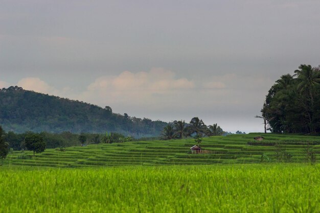 Zdjęcie tarasowy krajobraz pola ryżowego w kemumu indonezja