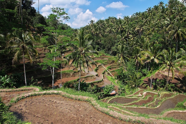 Tarasy Ryżowe Na Bali, Indonezja