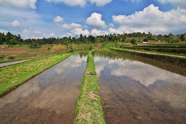 Tarasy Ryżowe Na Bali, Indonezja