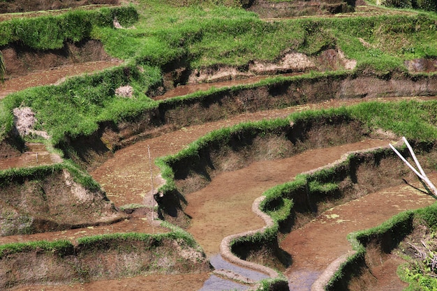 Tarasy ryżowe na Bali, Indonezja