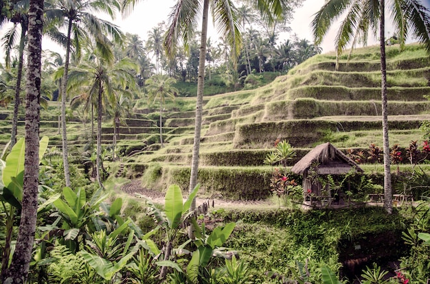 Tarasy ryżowe na Bali