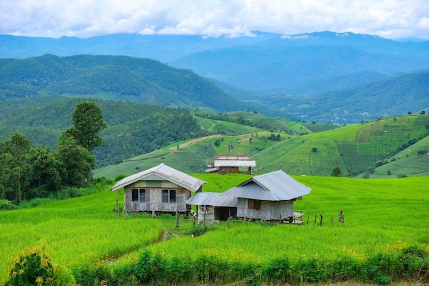 Zdjęcie tarasy ryżowe pa pong piang na północy tajlandii chiangmai.