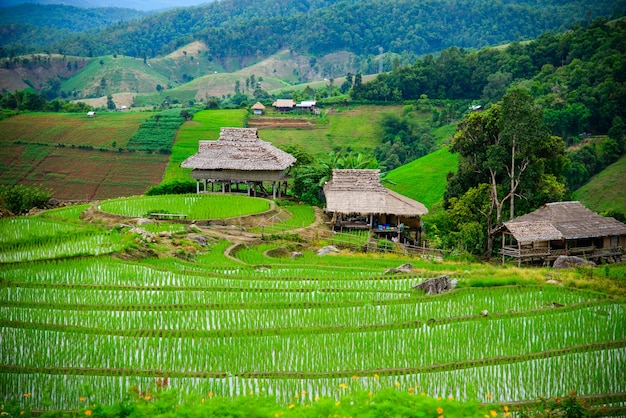 Tarasy Ryżowe Pa Pong Piang Na Północy Tajlandii Chiangmai.