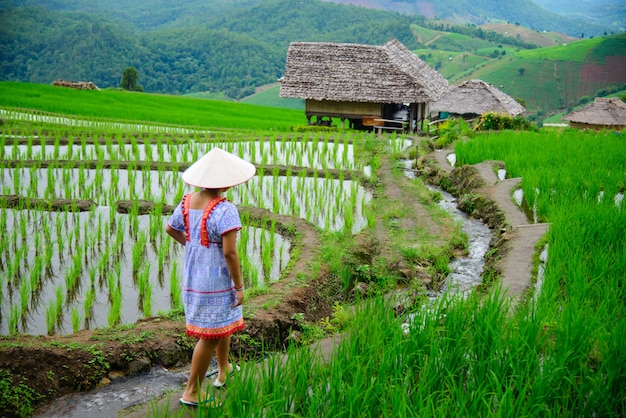 Tarasy Ryżowe Pa Pong Piang Na Północy Tajlandii Chiangmai.