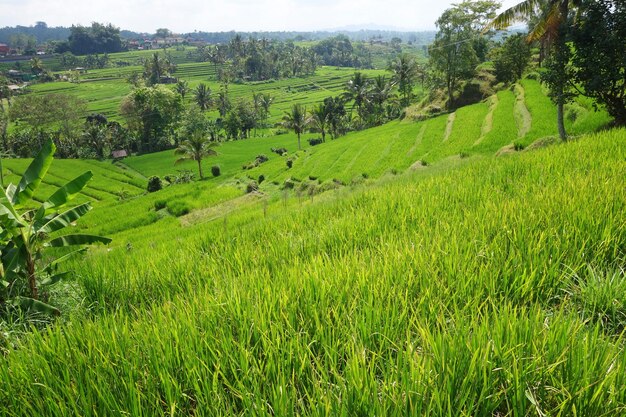 Tarasy ryżowe pola ryżowego Jatiluwih na Bali