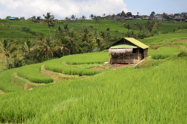 Tarasy ryżowe pola ryżowego Jatiluwih na Bali