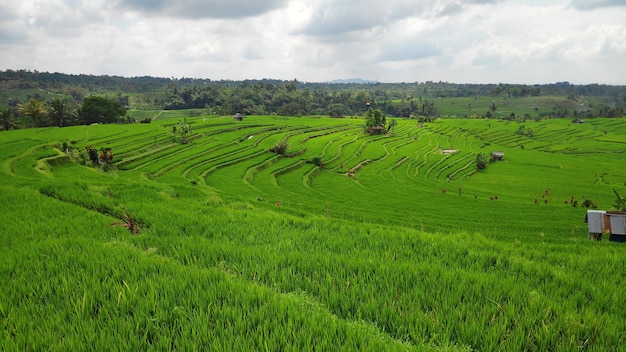 Tarasy ryżowe pola ryżowego Jatiluwih na Bali