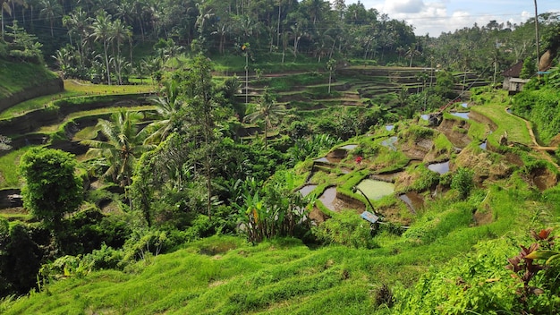 Tarasy ryżowe Tegalalang w Ubud Bali