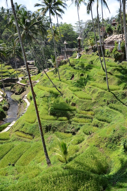 Tarasy ryżowe Tegallalang na Bali w Indonezji