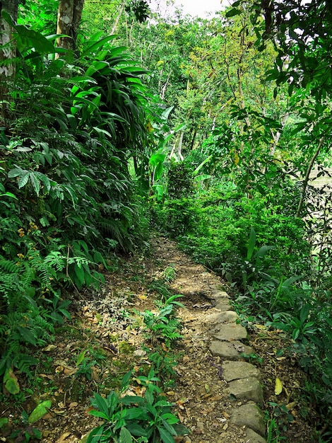 Tarasy ryżowe w Banaue Filipiny