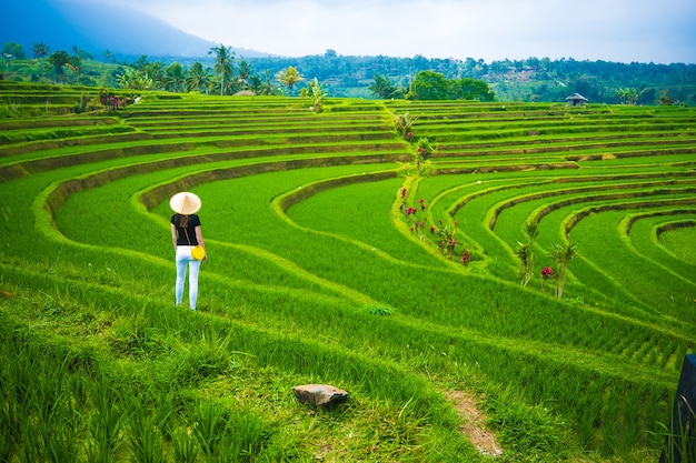 Tarasy Ryżowe W Górach Bali Indonezja