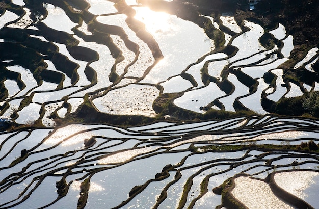 Tarasy ryżowe w hrabstwie Yuanyang. Prowincja Yunnan. Chiny.