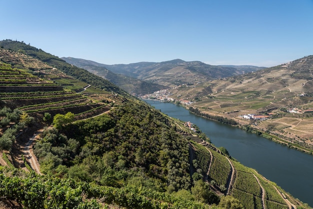 Tarasy winorośli do produkcji wina porto ciągną się na zboczach doliny Douro w Portugalii