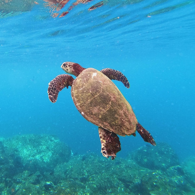 Tartaruga em noronha