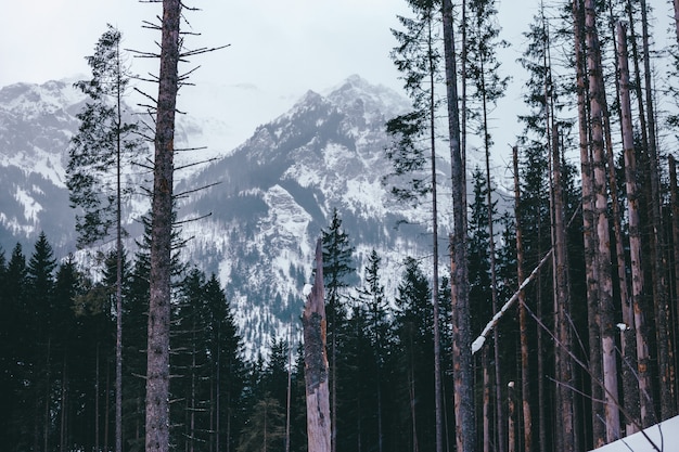 Tatry, Polska, Słowacja. Turystyka wakacyjna w ośrodku narciarskim. Wędrówki w pięknym krajobrazie.