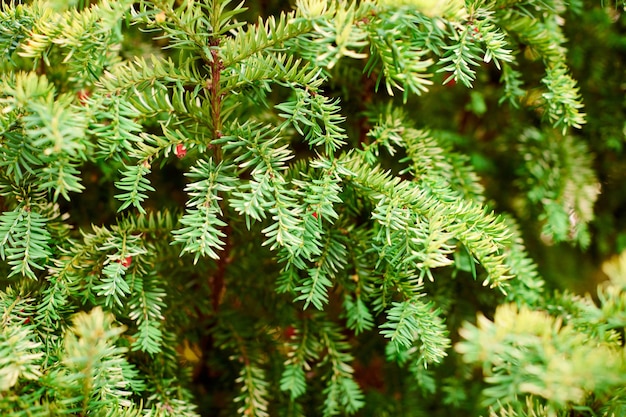 Taxus baccata wiecznie zielone liście cisa z bliska Cis europejski z dojrzałymi i niedojrzałymi czerwonymi szyszkami nasion trująca roślina z toksynami alkaloidami Piękne wiecznie zielone gałęzie drzewa tło