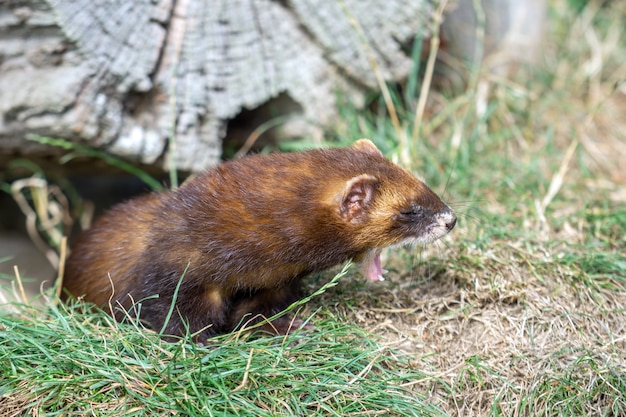 Tchórz europejski (Mustela putorius) ziewanie