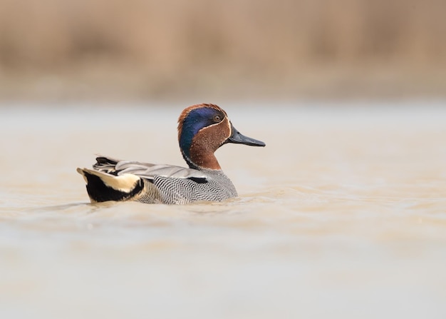 Teal pływający w jeziorze