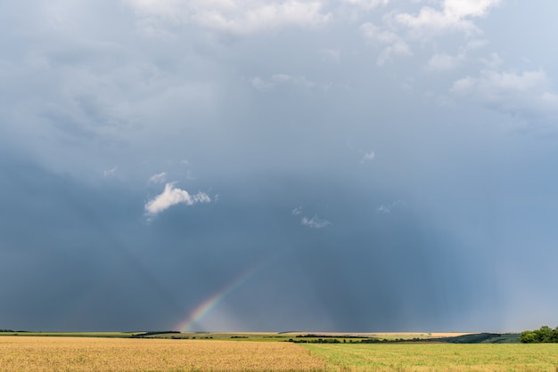 Tęcza Nad Polami Po Deszczu W Lecie, Polu Pszenicy, Ciemnym Niebie Z Chmurami