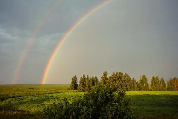 Tęcza nad zielonym polem