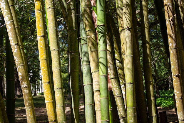 Tekstura bambusa