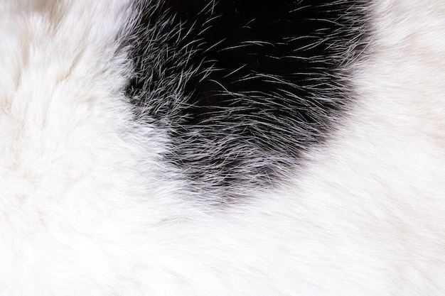Tekstura białego futra zwierzęcia z czarną plamą